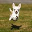 leosnu